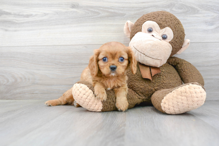 Akc Registered Cavalier King Charles Spaniel Purebred Pup