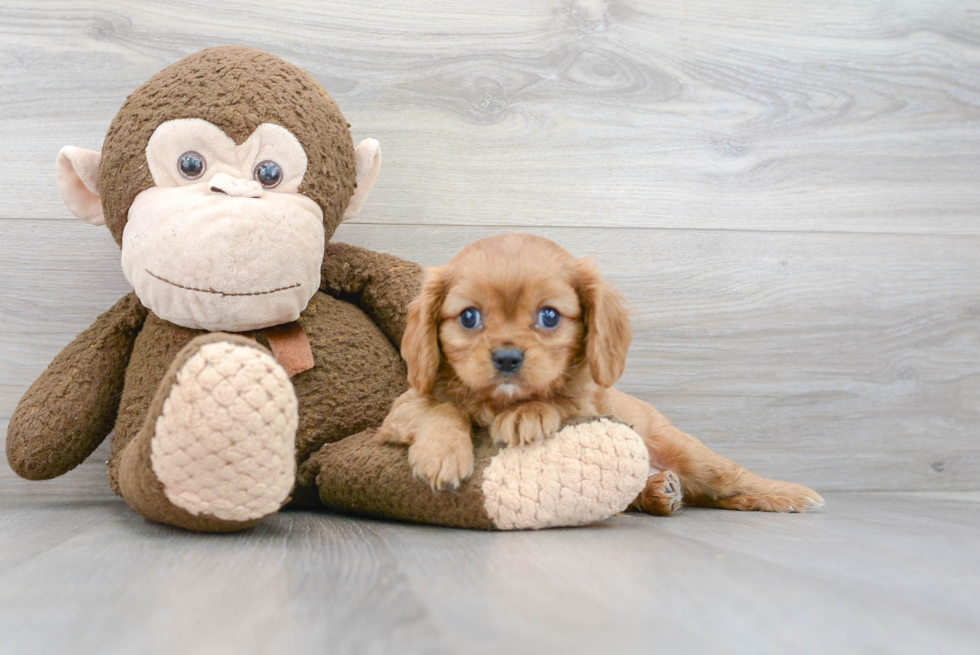 Best Cavalier King Charles Spaniel Baby