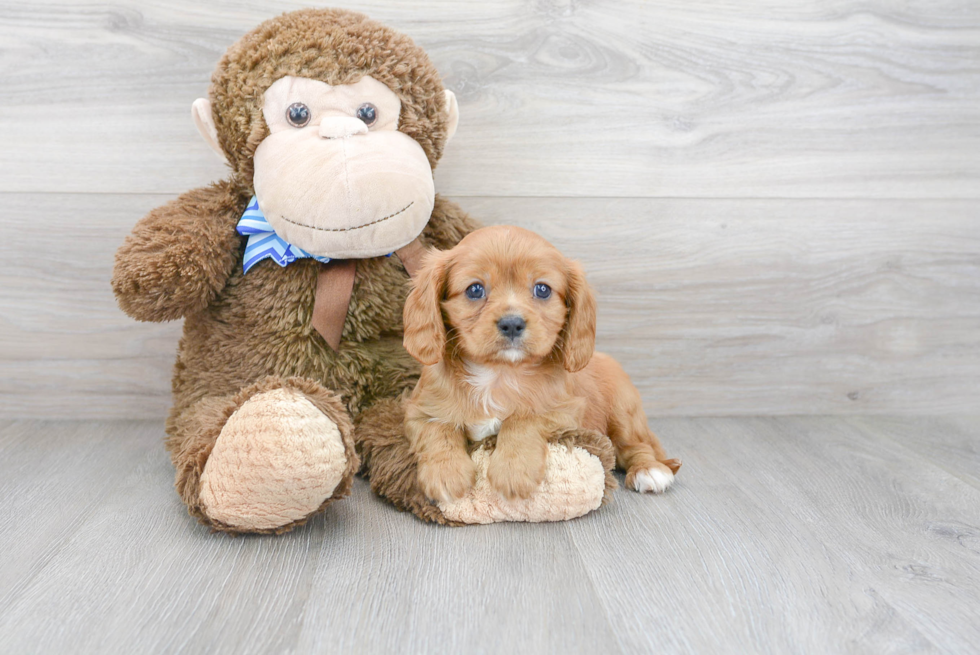 Playful Cavalier King Charles Spaniel Baby