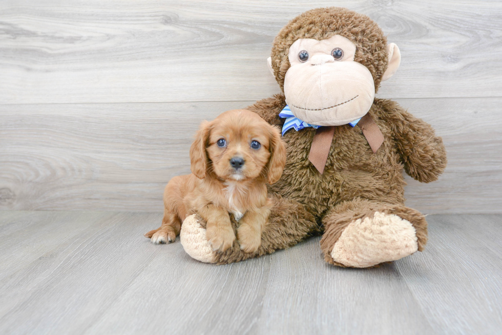 Funny Cavalier King Charles Spaniel Baby