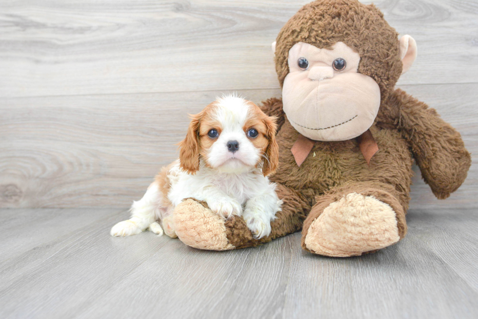 Playful Cavalier King Charles Spaniel Baby