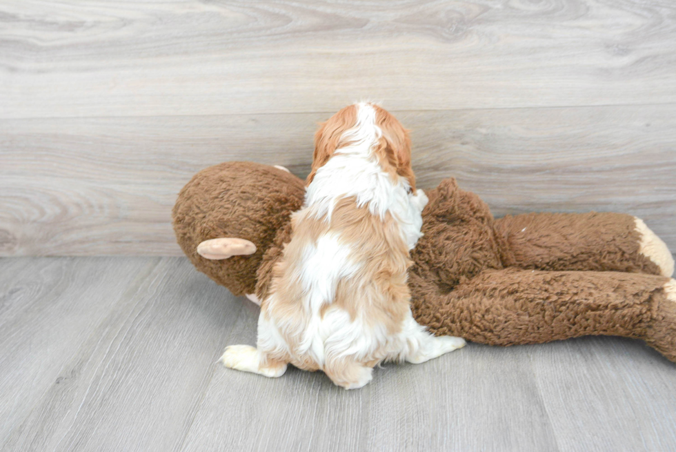 Petite Cavalier King Charles Spaniel Purebred Puppy