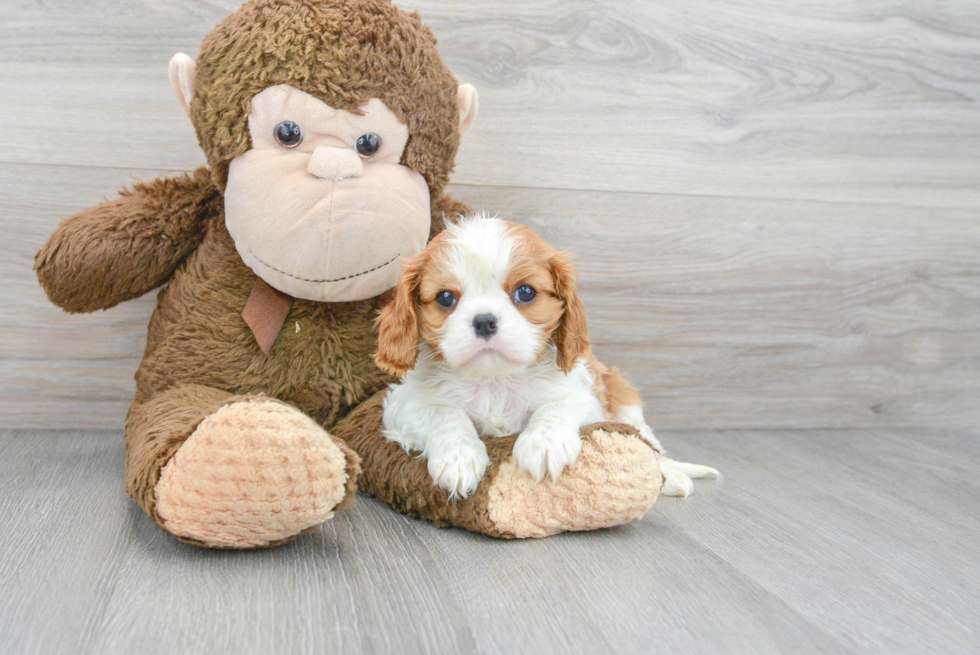 Cute Cavalier King Charles Spaniel Purebred Puppy