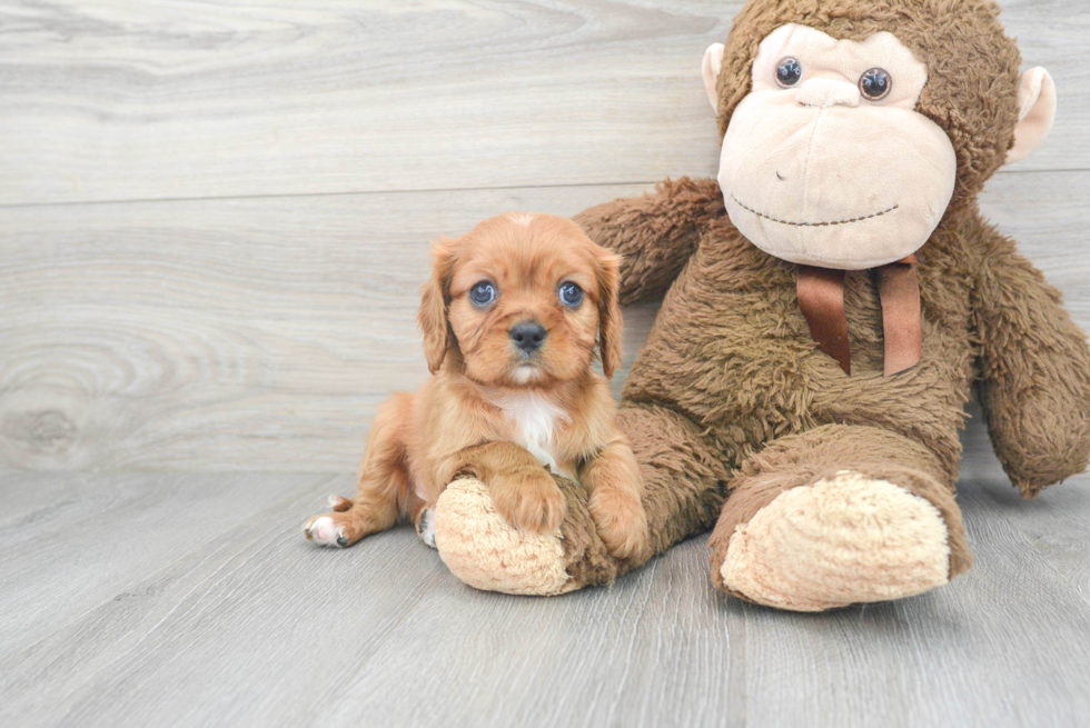 Cavalier King Charles Spaniel Pup Being Cute