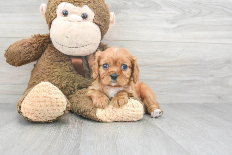 Small Cavalier King Charles Spaniel Purebred Pup