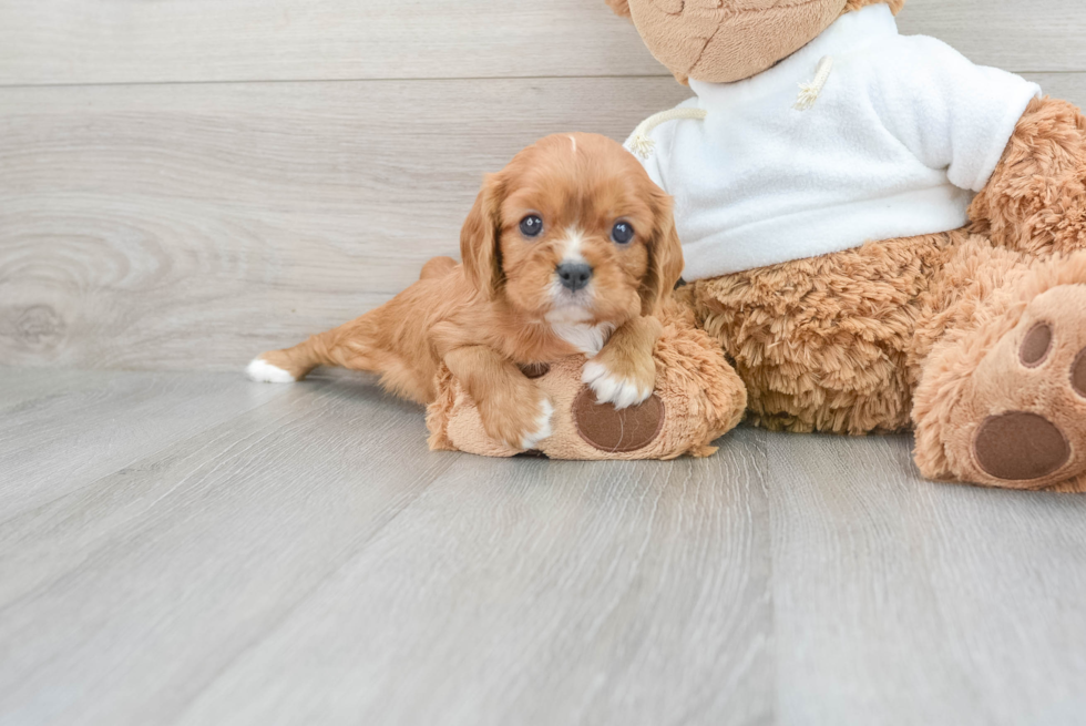 Akc Registered Cavalier King Charles Spaniel Baby