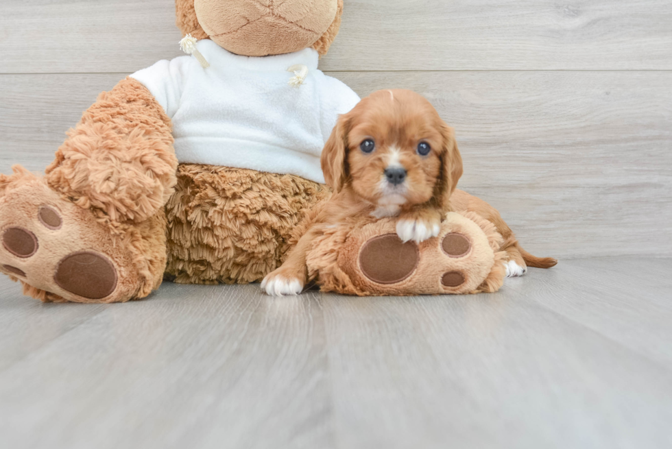 Funny Cavalier King Charles Spaniel Baby