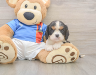 6 week old Cavalier King Charles Spaniel Puppy For Sale - Premier Pups