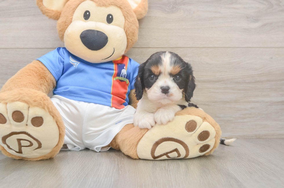 5 week old Cavalier King Charles Spaniel Puppy For Sale - Premier Pups