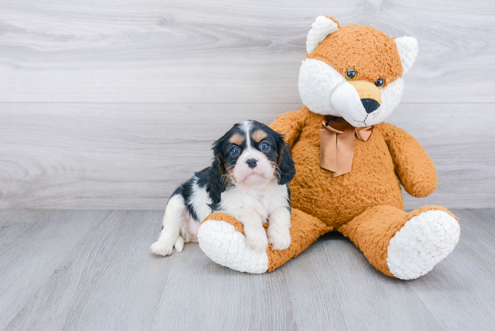 Fluffy Cavalier King Charles Spaniel Purebred Puppy