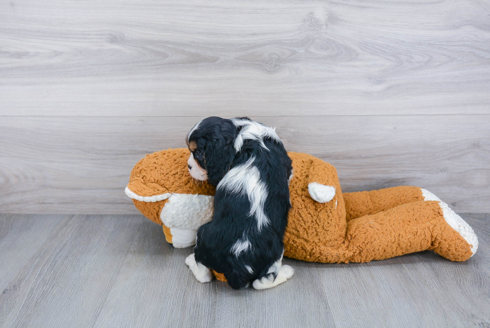 Friendly Cavalier King Charles Spaniel Purebred Pup