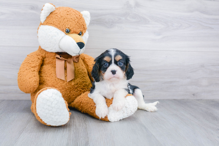 Cavalier King Charles Spaniel Puppy for Adoption