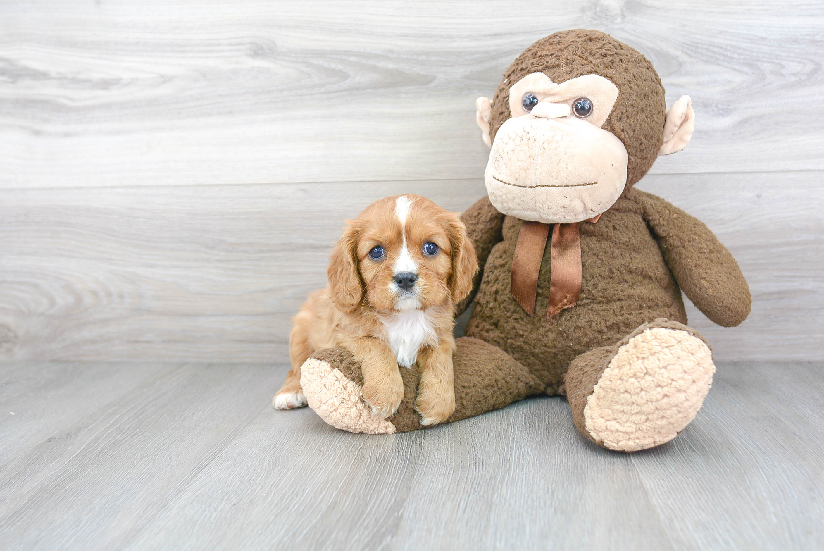 Cavalier King Charles Spaniel Puppy for Adoption