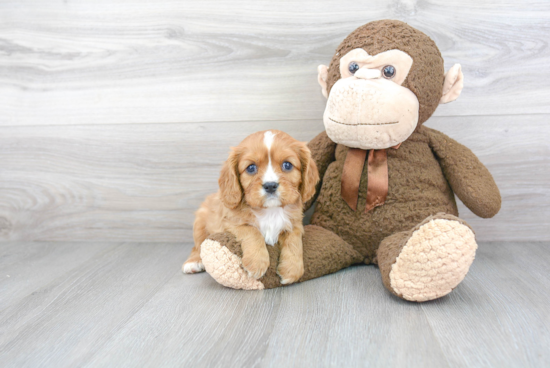 Cavalier King Charles Spaniel Puppy for Adoption