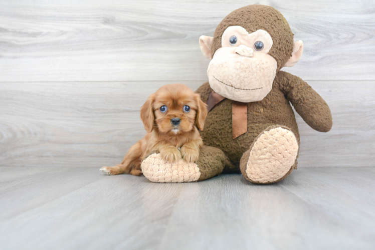 Cavalier King Charles Spaniel Pup Being Cute