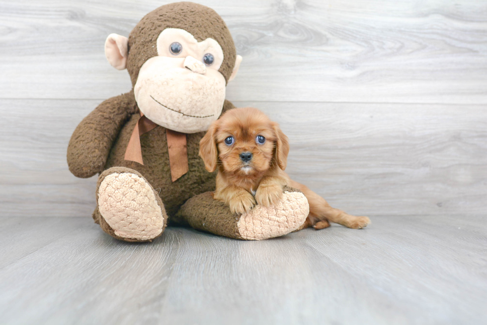 Akc Registered Cavalier King Charles Spaniel Purebred Pup