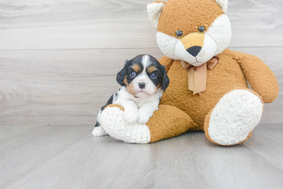 Little Cavalier King Charles Spaniel Baby
