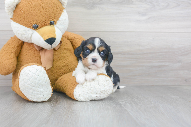 Fluffy Cavalier King Charles Spaniel Purebred Puppy
