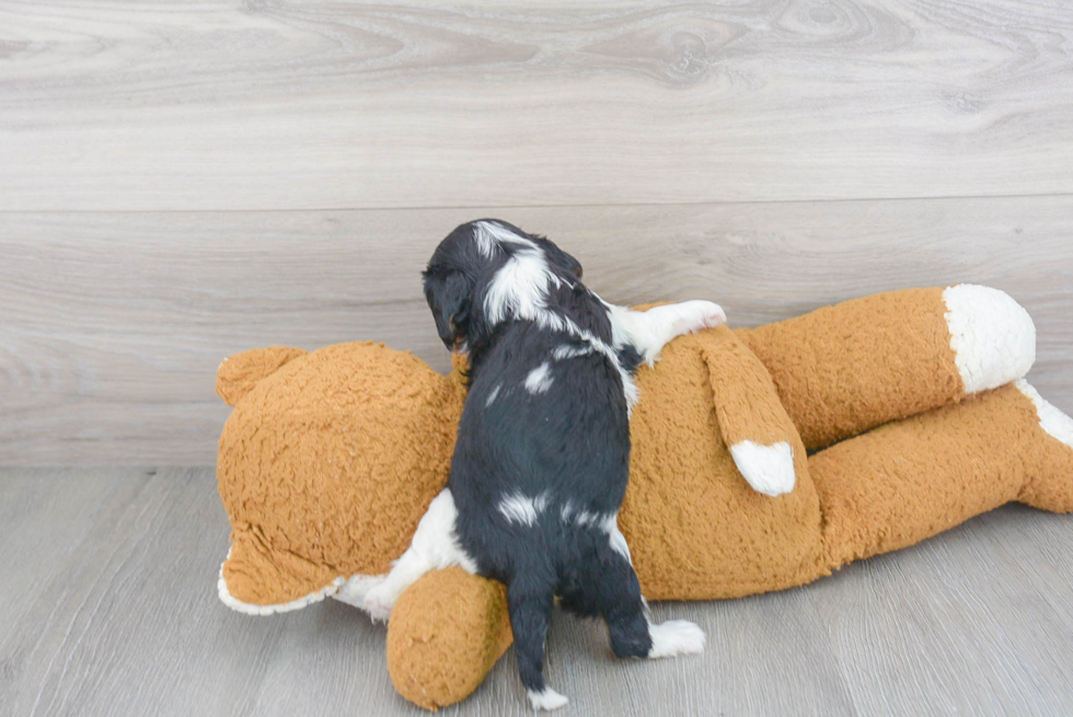 Best Cavalier King Charles Spaniel Baby