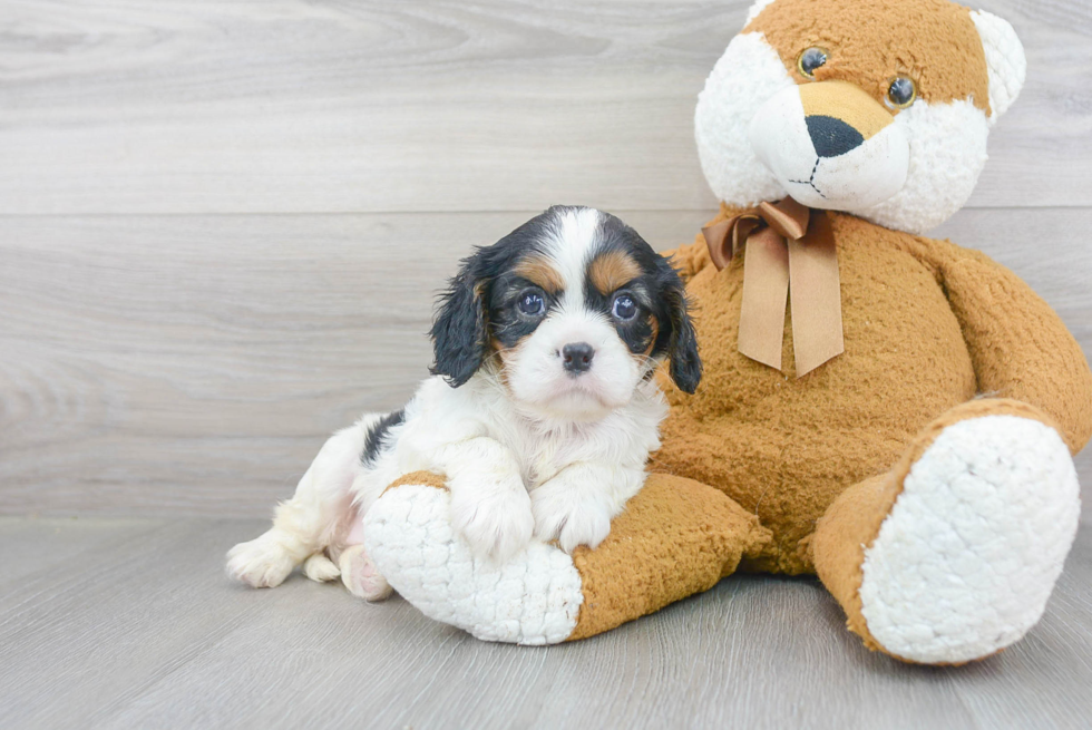 Cute Cavalier King Charles Spaniel Purebred Puppy