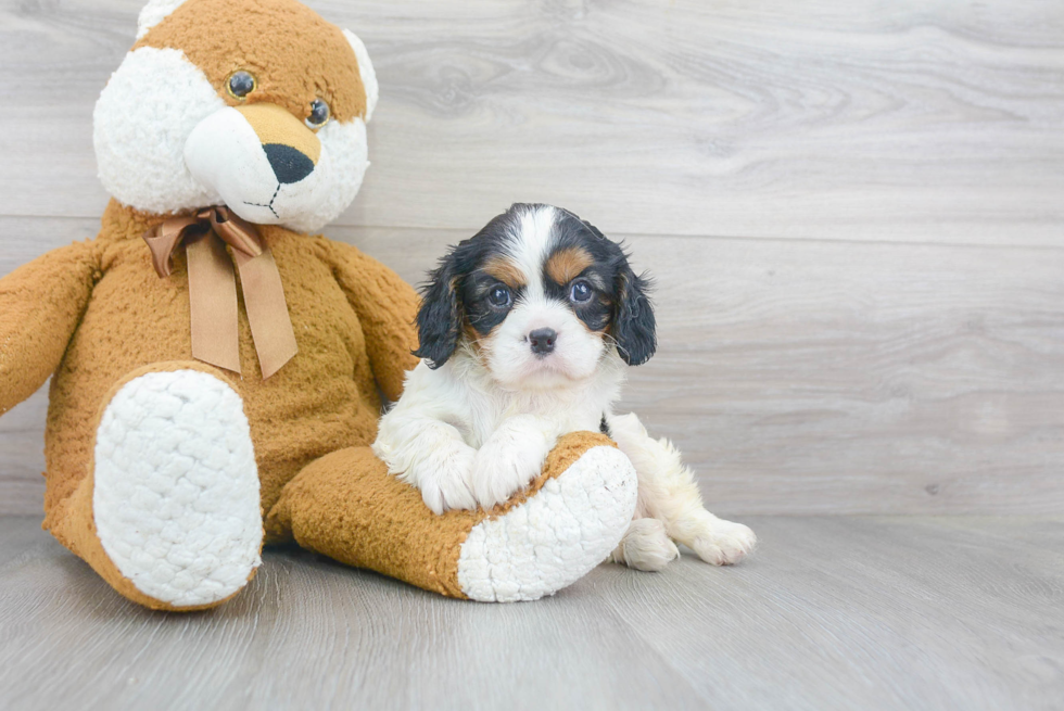 Adorable Cavalier King Charles Spaniel Purebred Puppy