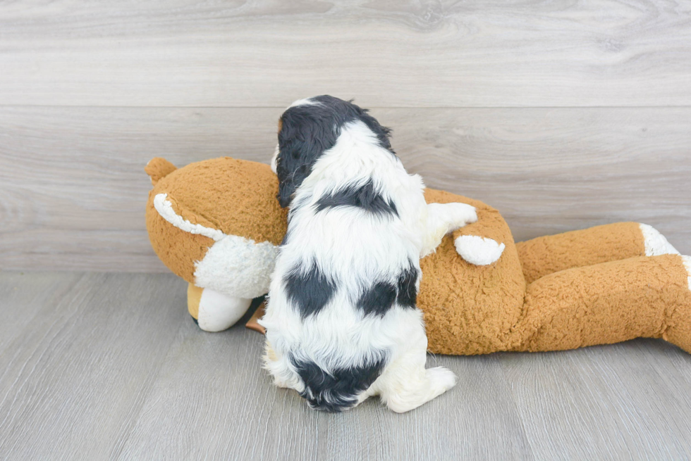 Best Cavalier King Charles Spaniel Baby