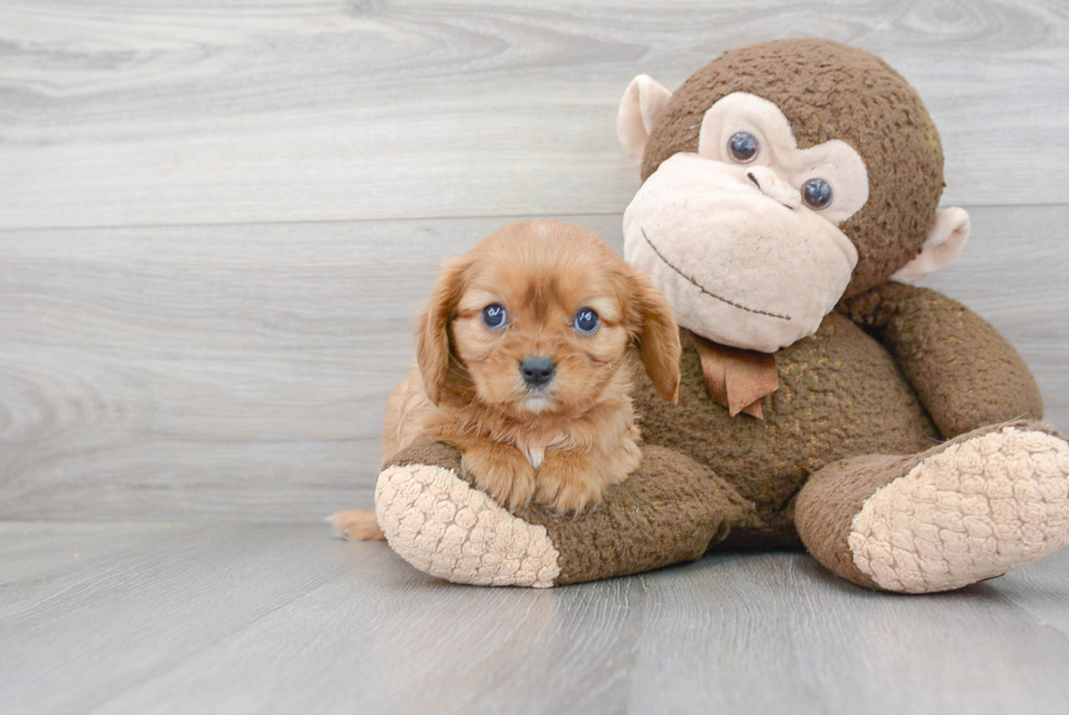 Cavalier King Charles Spaniel Pup Being Cute