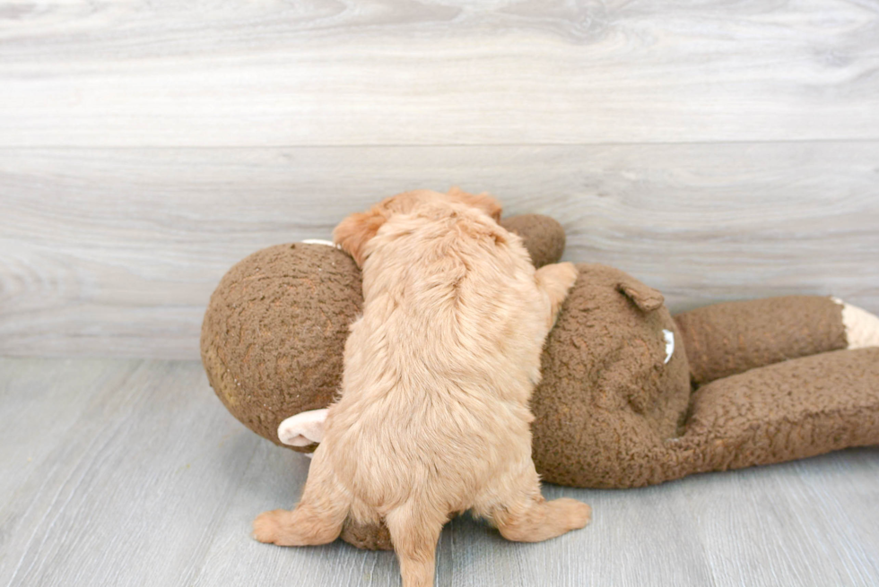 Playful Cavalier King Charles Spaniel Purebred Pup