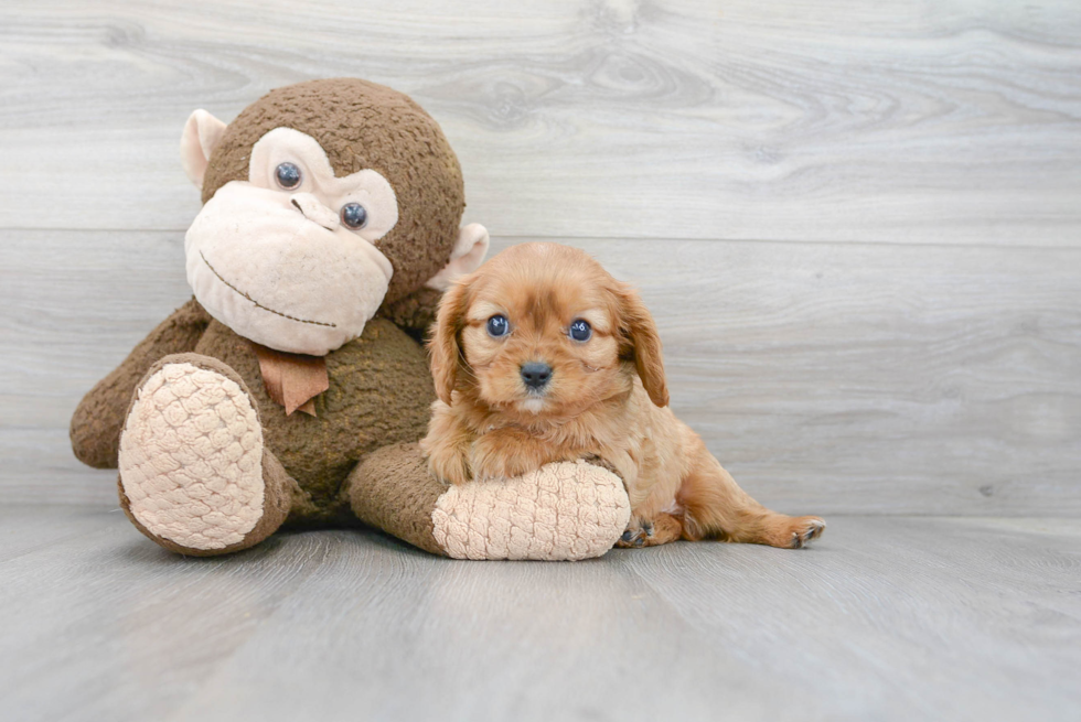 Small Cavalier King Charles Spaniel Baby