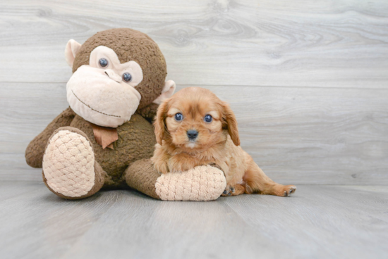 Small Cavalier King Charles Spaniel Baby