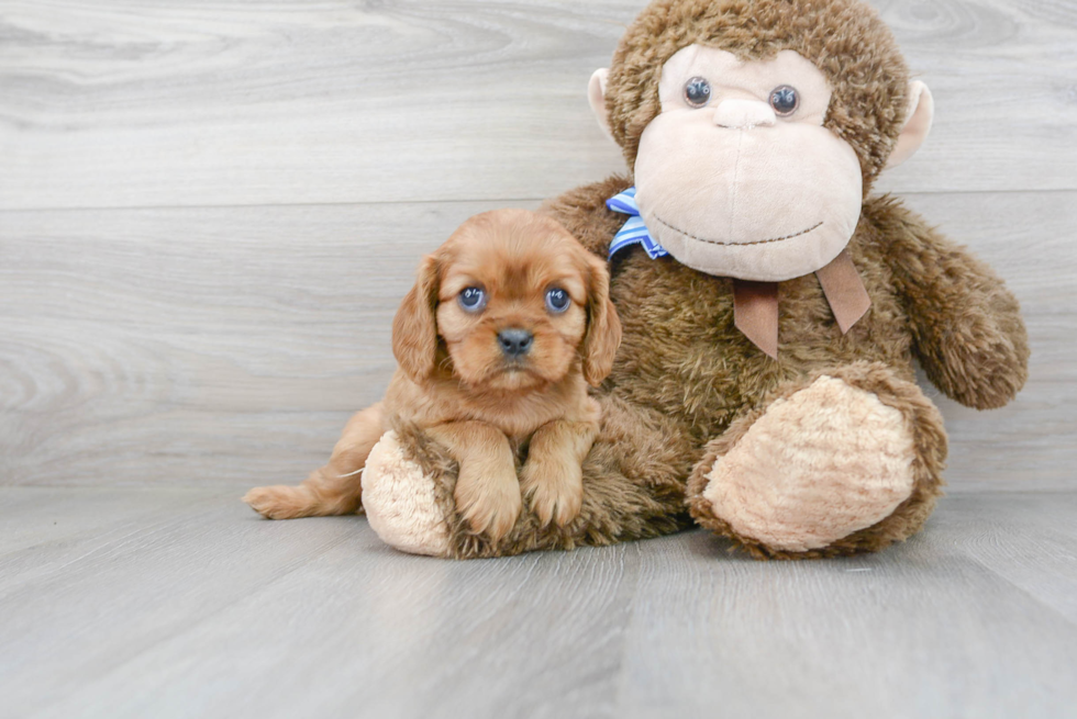 Best Cavalier King Charles Spaniel Baby