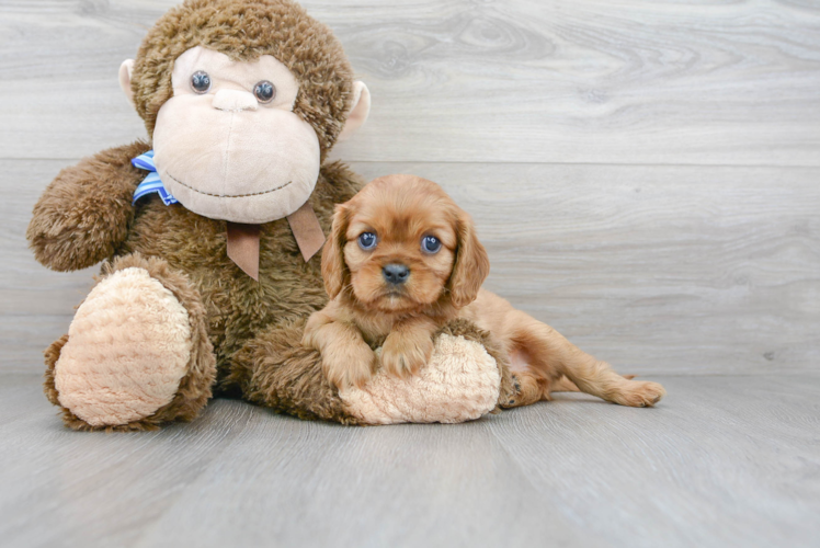 Energetic Cavalier King Charles Spaniel Purebred Puppy