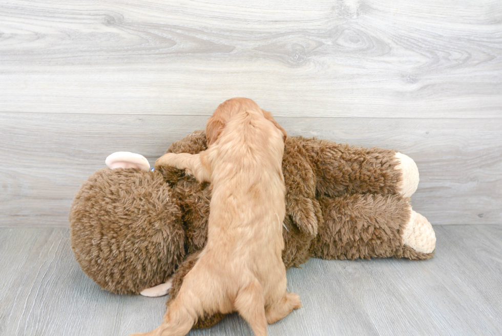 Fluffy Cavalier King Charles Spaniel Purebred Puppy