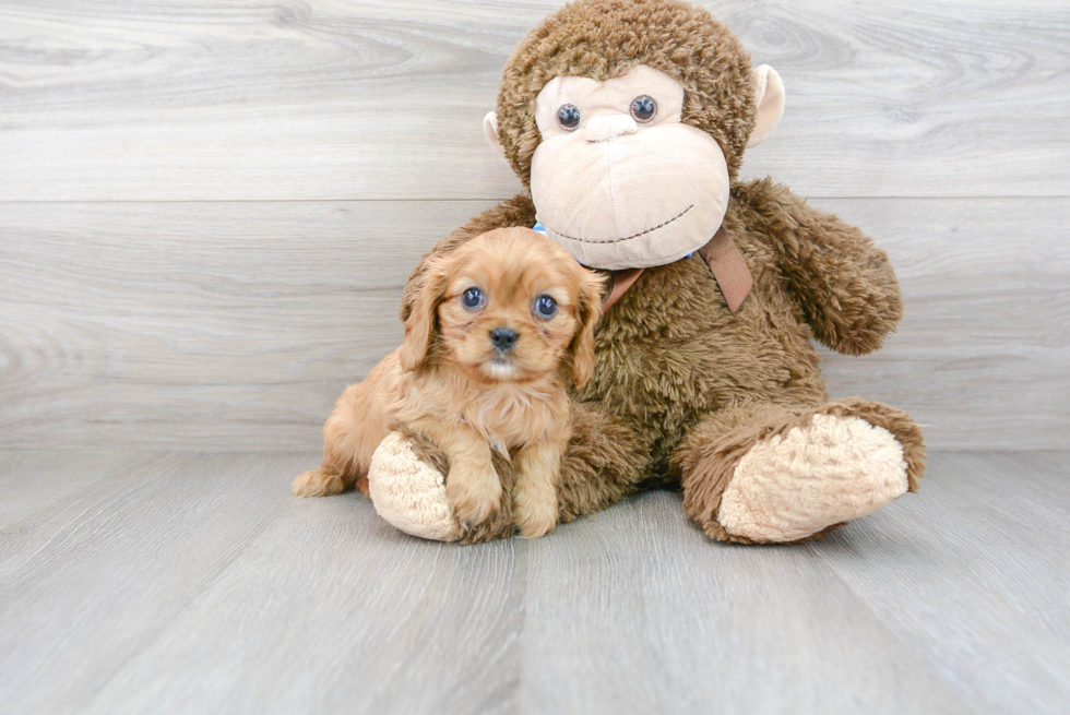 Cavalier King Charles Spaniel Pup Being Cute