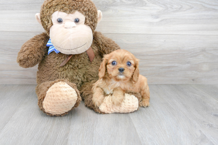 Akc Registered Cavalier King Charles Spaniel Purebred Pup