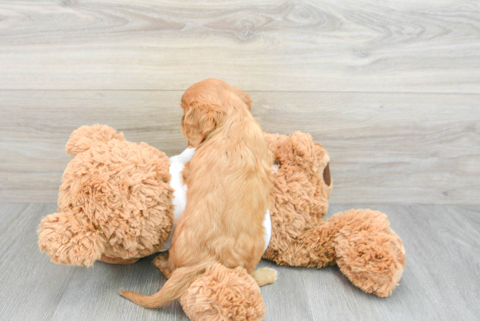 Cavalier King Charles Spaniel Puppy for Adoption