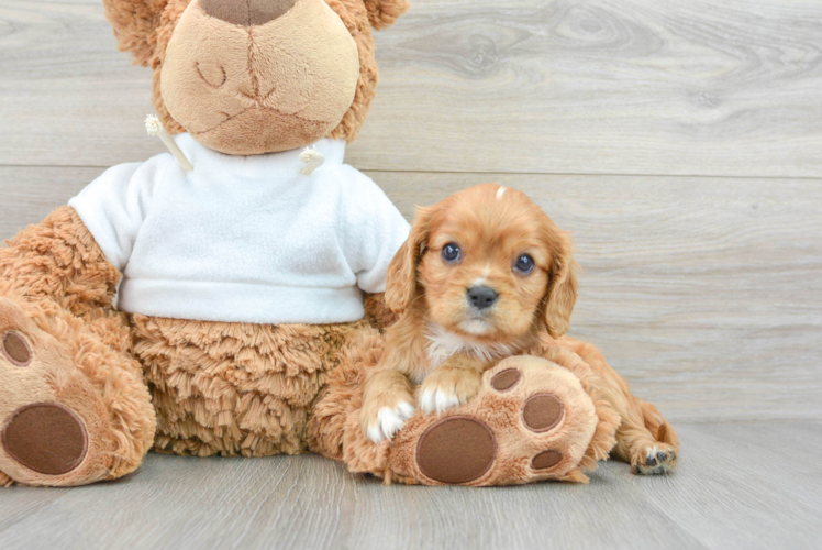 Fluffy Cavalier King Charles Spaniel Purebred Puppy