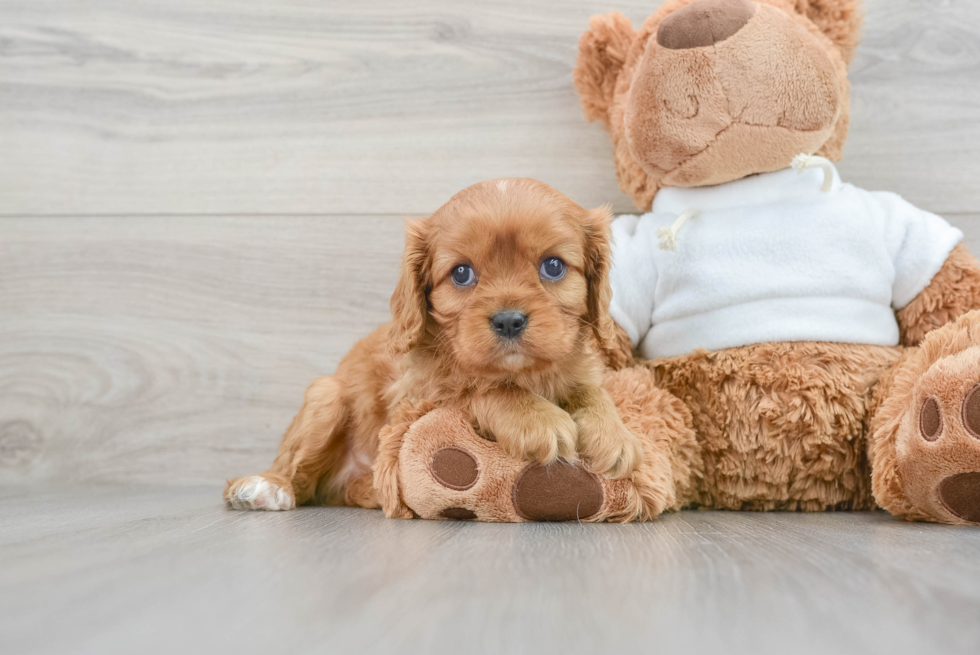 Cavalier King Charles Spaniel Pup Being Cute