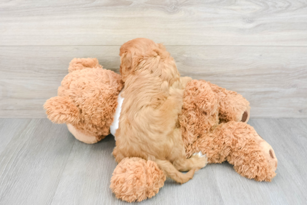 Smart Cavalier King Charles Spaniel Purebred Puppy