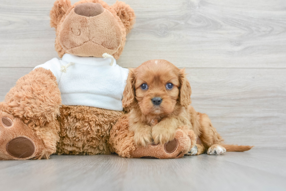 Playful Cavalier King Charles Spaniel Purebred Pup