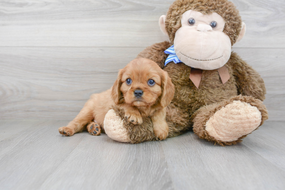 Cute Cavalier King Charles Spaniel Purebred Puppy