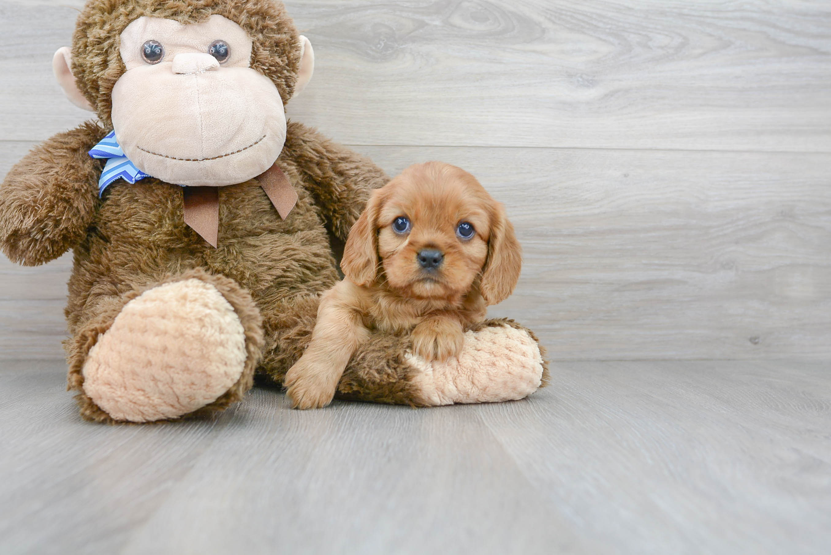 Cavalier King Charles Spaniel Pup Being Cute