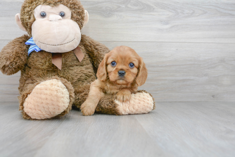 Cavalier King Charles Spaniel Pup Being Cute