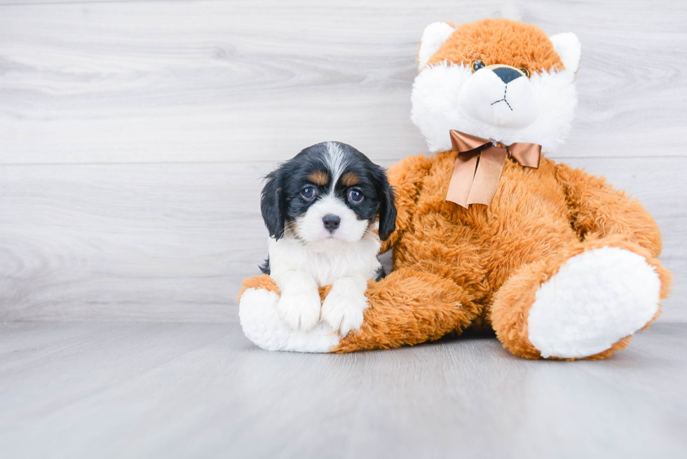 Cavalier King Charles Spaniel Puppy for Adoption