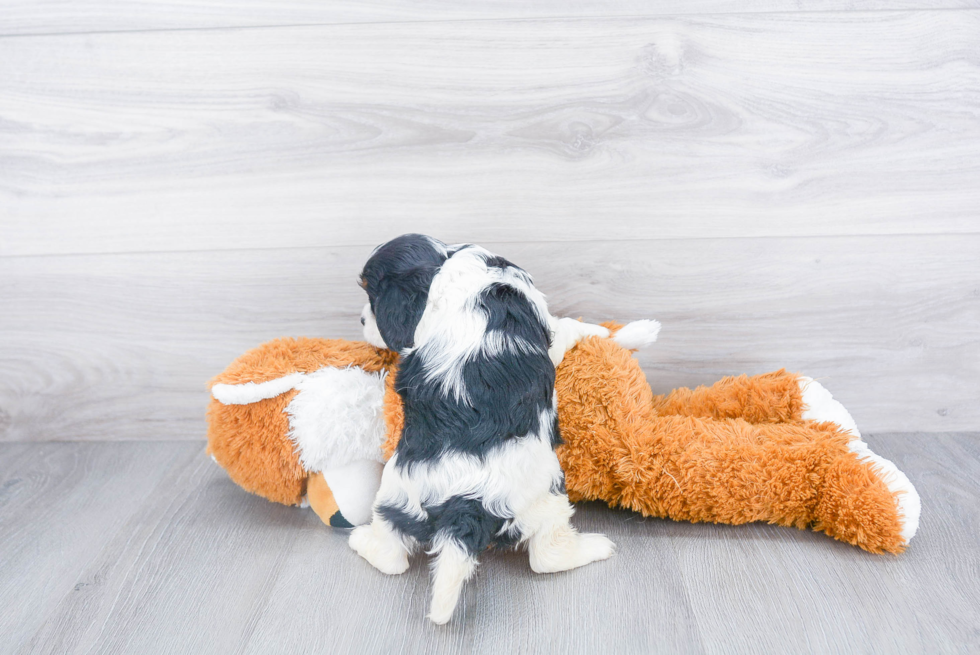 Sweet Cavalier King Charles Spaniel Purebred Puppy