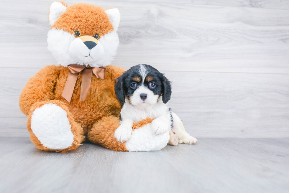 Friendly Cavalier King Charles Spaniel Baby