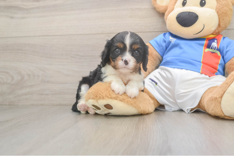Cavalier King Charles Spaniel Pup Being Cute