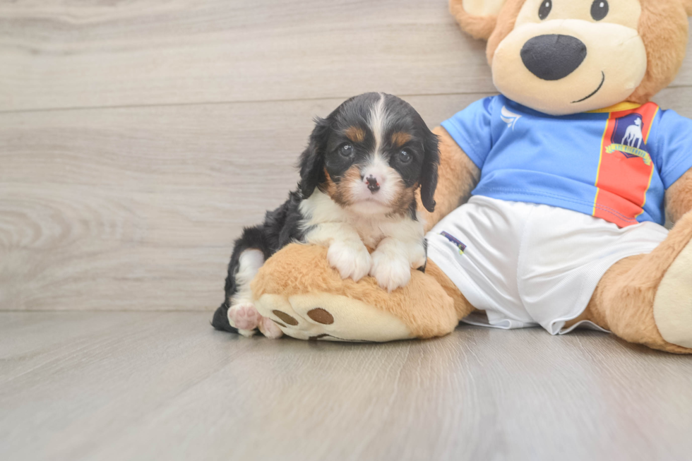 Cavalier King Charles Spaniel Pup Being Cute