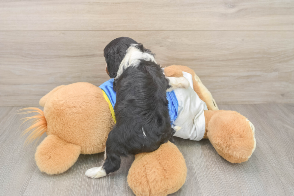 Best Cavalier King Charles Spaniel Baby