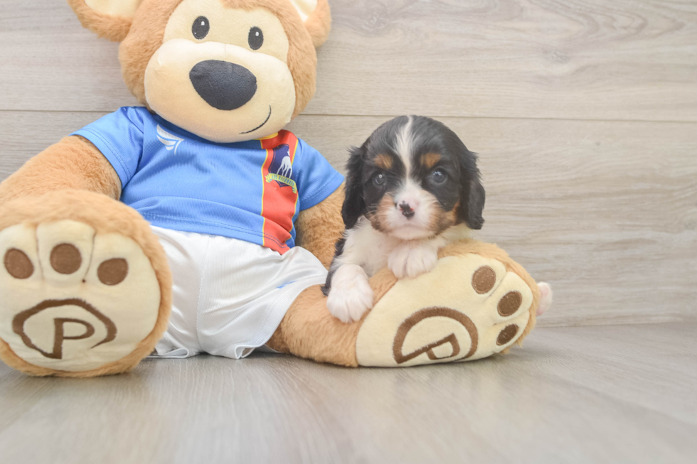 Popular Cavalier King Charles Spaniel Purebred Pup